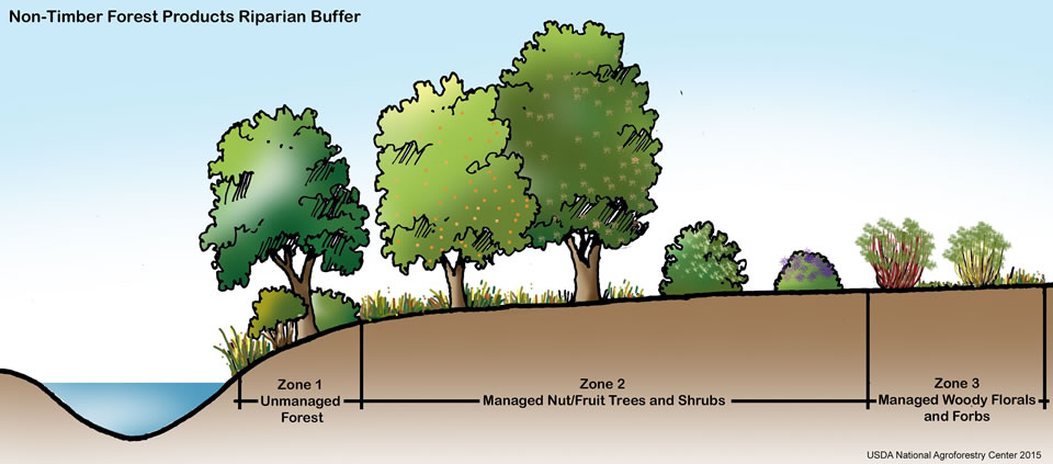 Diagram of a Riparian Buffer 