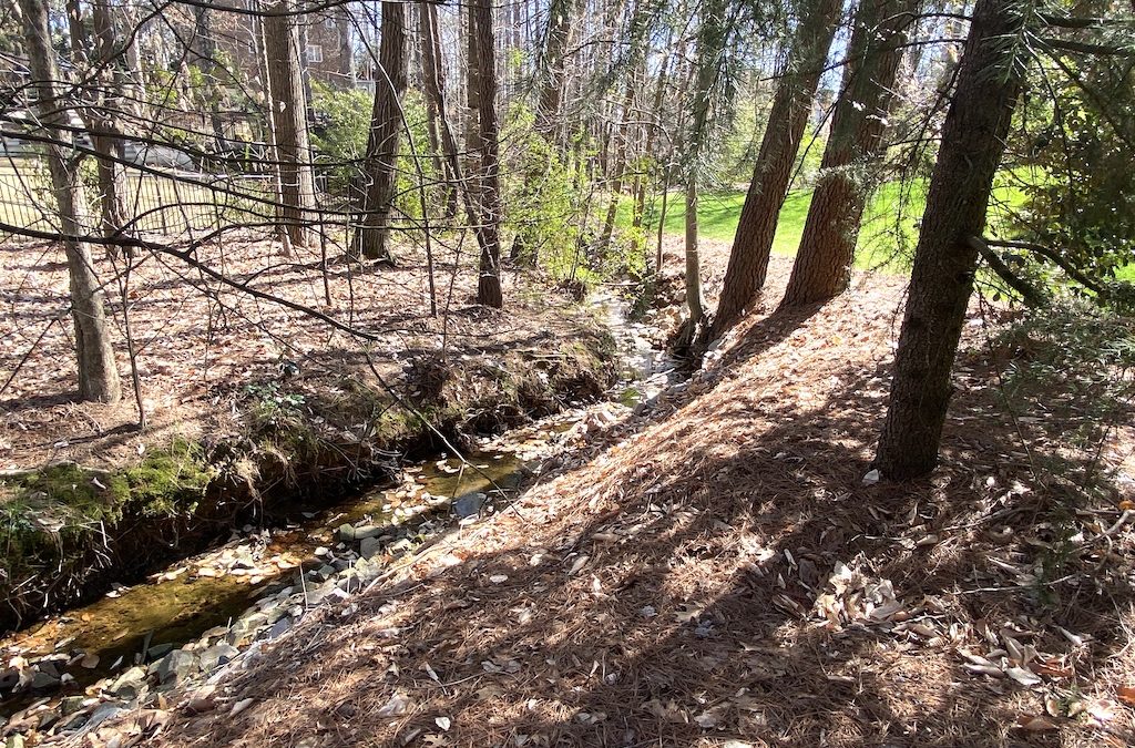 Photo of a stream winding through a wooded area with trees and limbs holding the integrity of the bank